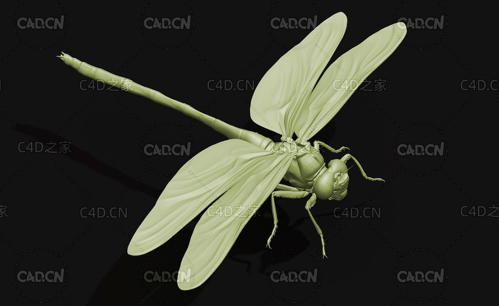 蜻蜓 昆虫C4D模型 Anotogaster sieboldii - C4D之家 - 30.jpg