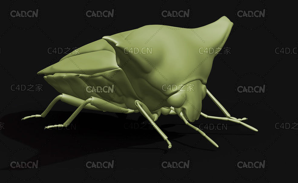日本羚椿象 昆虫甲虫C4D模型 Alcimocoris japonensis - C4D之家 - 31.jpg