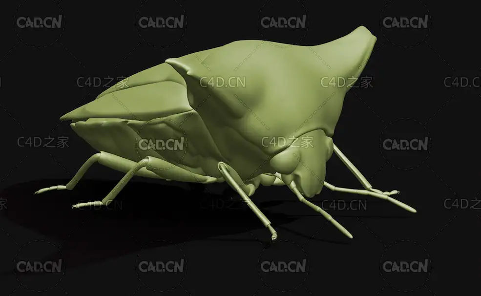 日本羚椿象 昆虫甲虫C4D模型 Alcimocoris japonensis