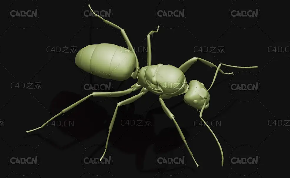 蚂蚁木蚁昆虫C4D模型 Carpenter ant Q - C4D之家 - 33.jpg