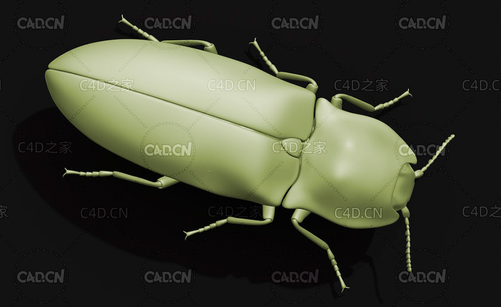 磕头虫叩甲 叩头虫 昆虫甲虫C4D模型 Click beetle - C4D之家 - 32.jpg