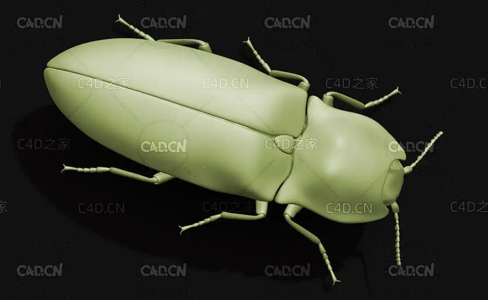 磕头虫叩甲 叩头虫 昆虫甲虫C4D模型 Click beetle