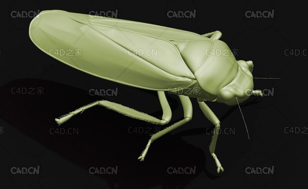 黑尾大叶蝉昆虫C4D模型 Black tipped Leafhopper - C4D之家 - 34.jpg