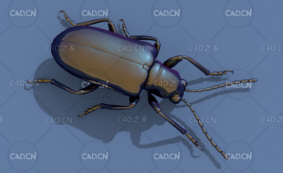 薯蓣甲虫 昆虫甲虫C4D模型 Dioscorea Jeaf beetle - C4D之家 - 36.jpg
