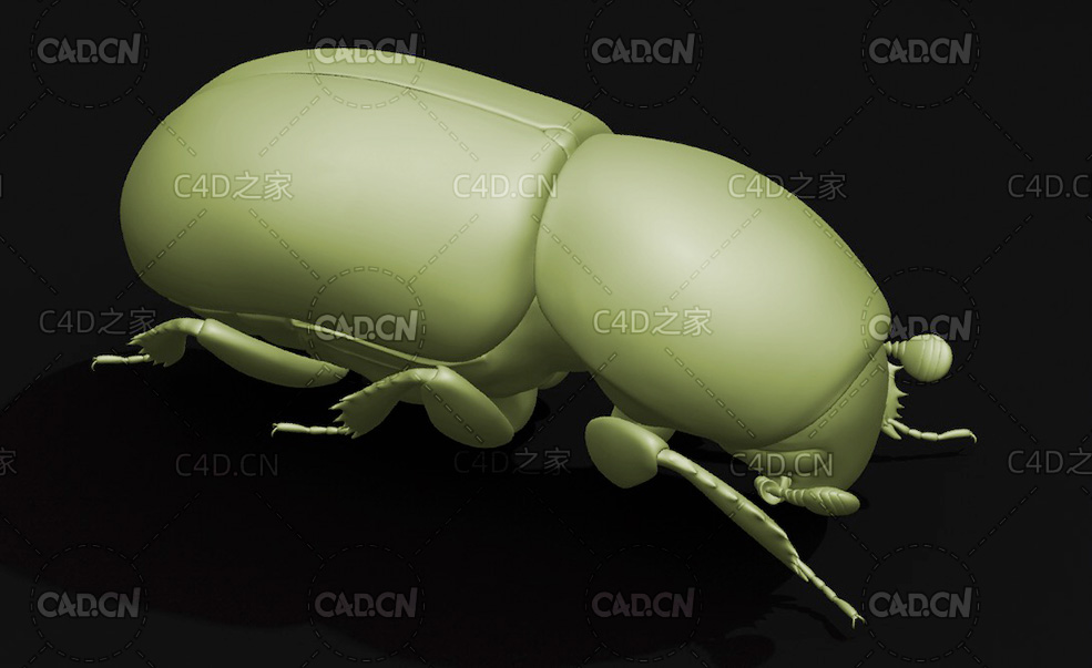小蠹虫 昆虫甲虫C4D模型 Bark beetle - C4D之家 - 35.jpg
