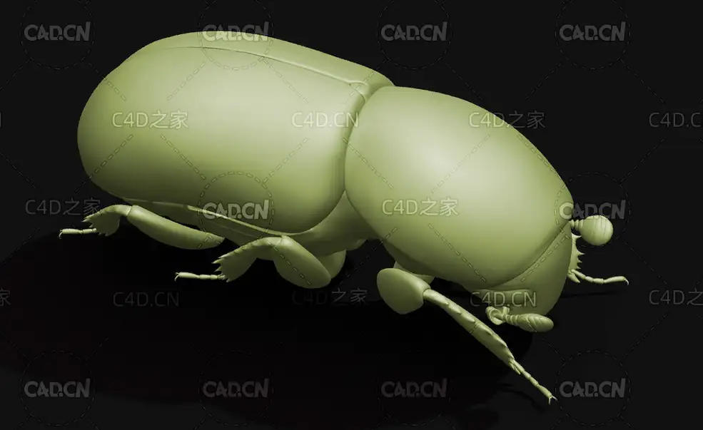 小蠹虫 昆虫甲虫C4D模型 Bark beetle