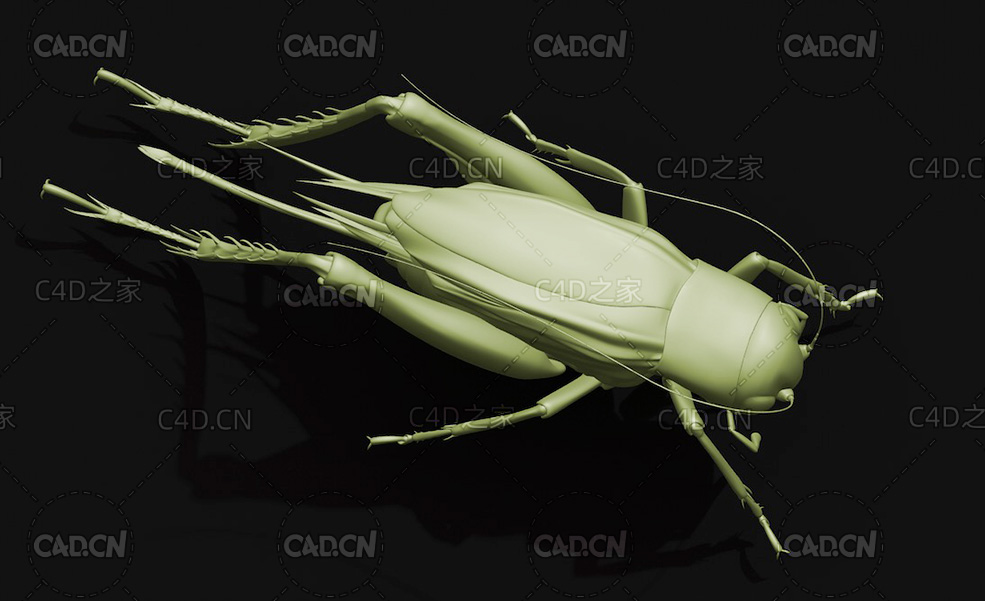 蛐蛐蟋蟀昆虫C4D模型 Emma field cricket - C4D之家 - 37.jpg