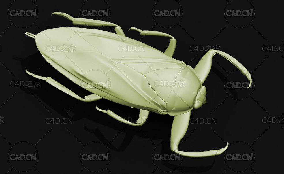 田鳖 昆虫甲虫C4D模型 Giant water bug