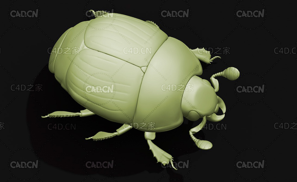 泰坦甲虫灭霸铁锭甲虫 昆虫甲虫C4D模型 Hister beetle - C4D之家 - 39.jpg
