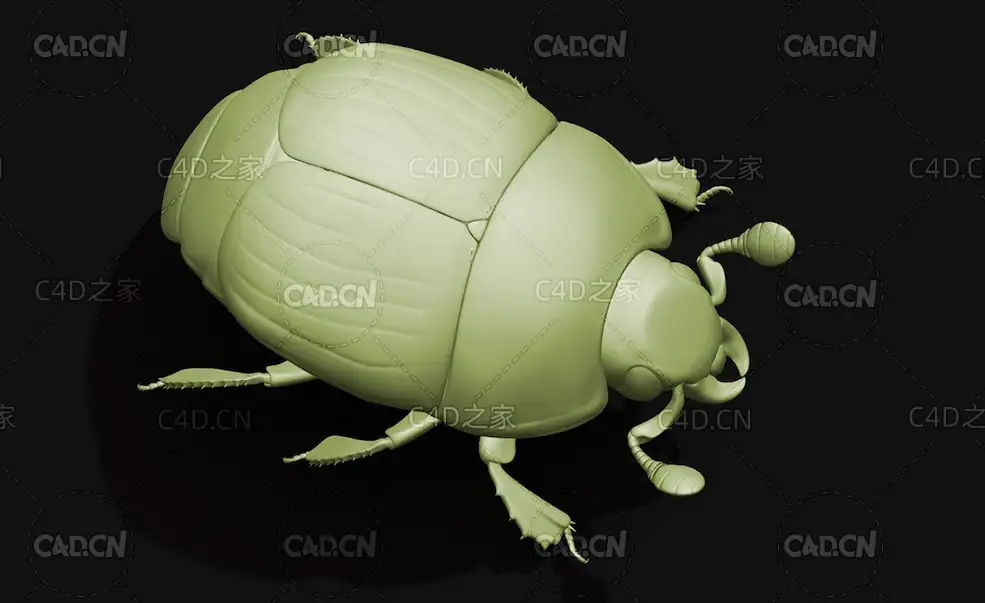 泰坦甲虫灭霸铁锭甲虫 昆虫甲虫C4D模型 Hister beetle