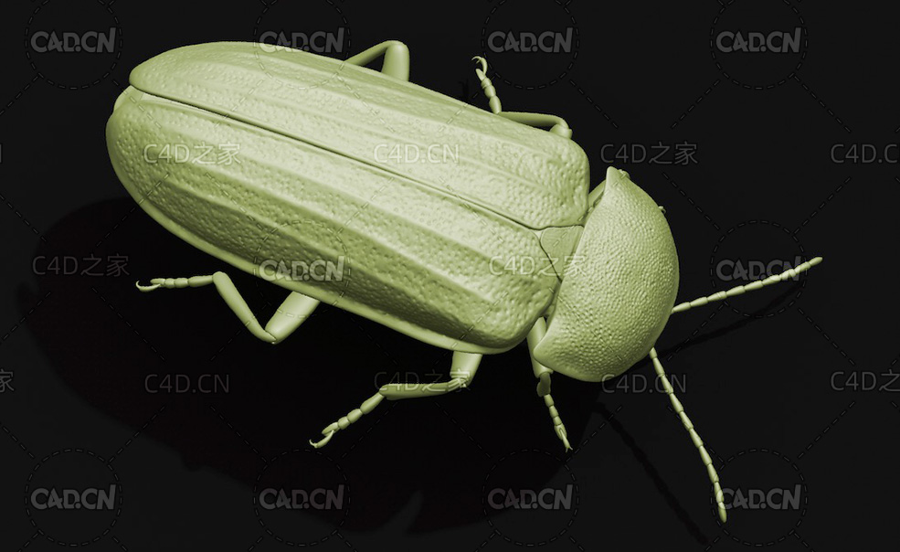 日本萤火虫 昆虫C4D模型 Japanese firefly