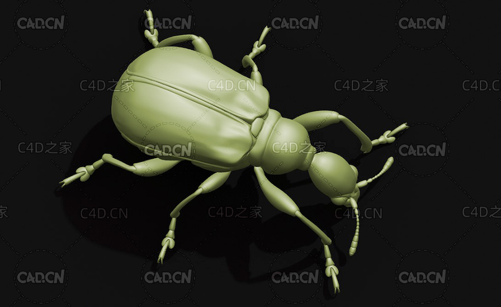 卷叶象鼻虫榛卷象 昆虫甲虫C4D模型 Leaf rolling Weevil