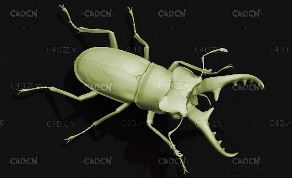 鹿角甲虫 昆虫甲虫C4D模型 Miyama Stag Beetle