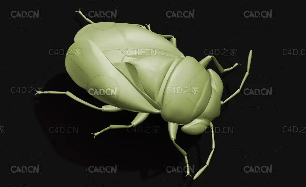 宽大眼长蝽昆虫甲虫C4D模型 Piocoris varius