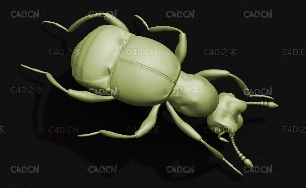 蚁甲 昆虫甲虫C4D模型 Pselaphid beetle