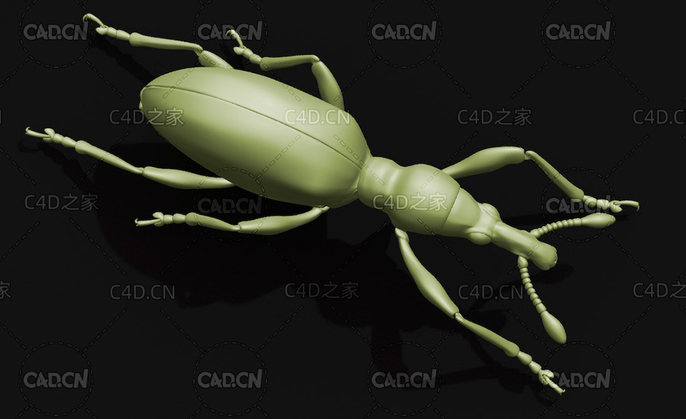 甘薯蚁象甘薯象鼻虫 昆虫甲虫C4D模型 Sweetpotato weevil - C4D之家 - 45.jpg