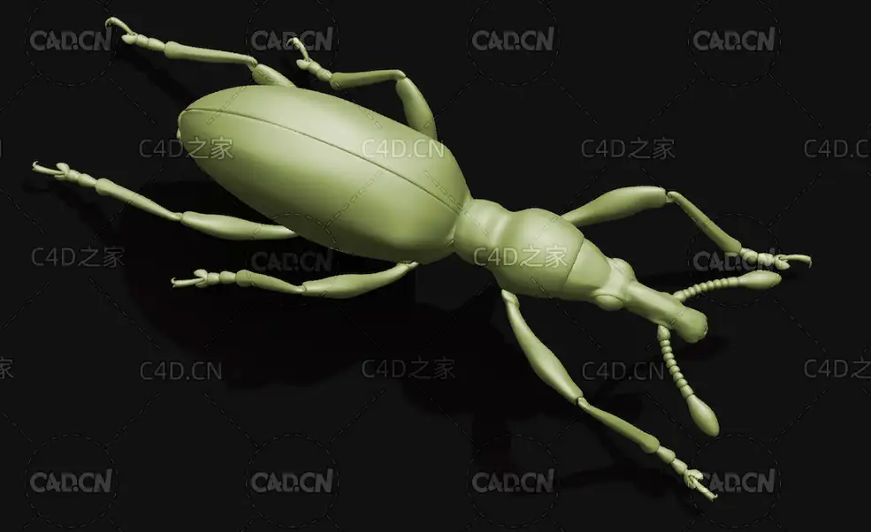 甘薯蚁象甘薯象鼻虫 昆虫甲虫C4D模型 Sweetpotato weevil