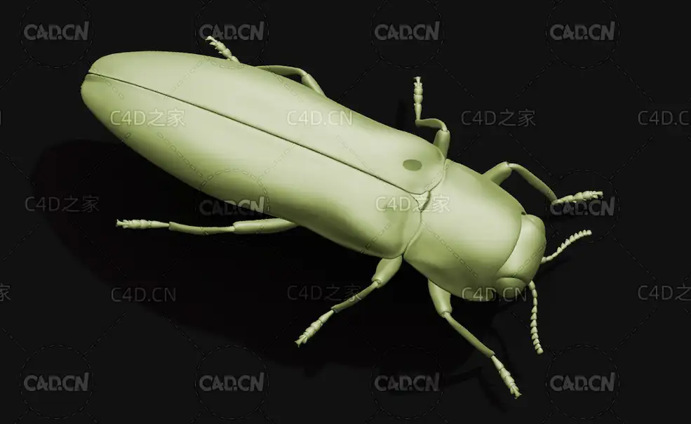 苹果小吉丁虫宝石甲虫 昆虫甲虫C4D模型 Agrilus