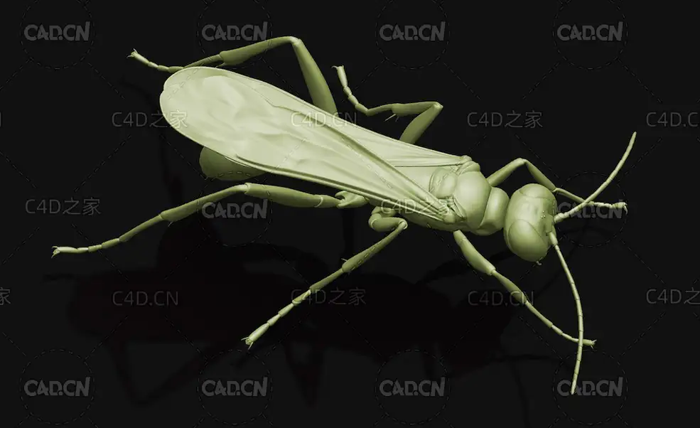 泥蜂黄蜂虫C4D模型 Blue Mud Dauber Wasp