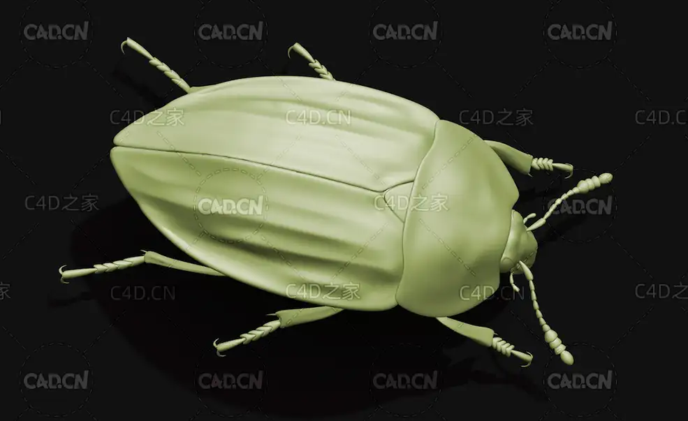 埋葬虫食腐甲虫腐肉甲虫 昆虫甲虫C4D模型 Carrion beetle