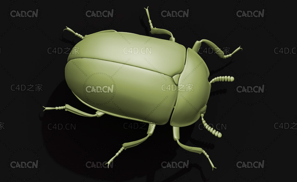 路氏黃斑擬步行虫 昆虫甲虫C4D模型 Diaperis lewisi