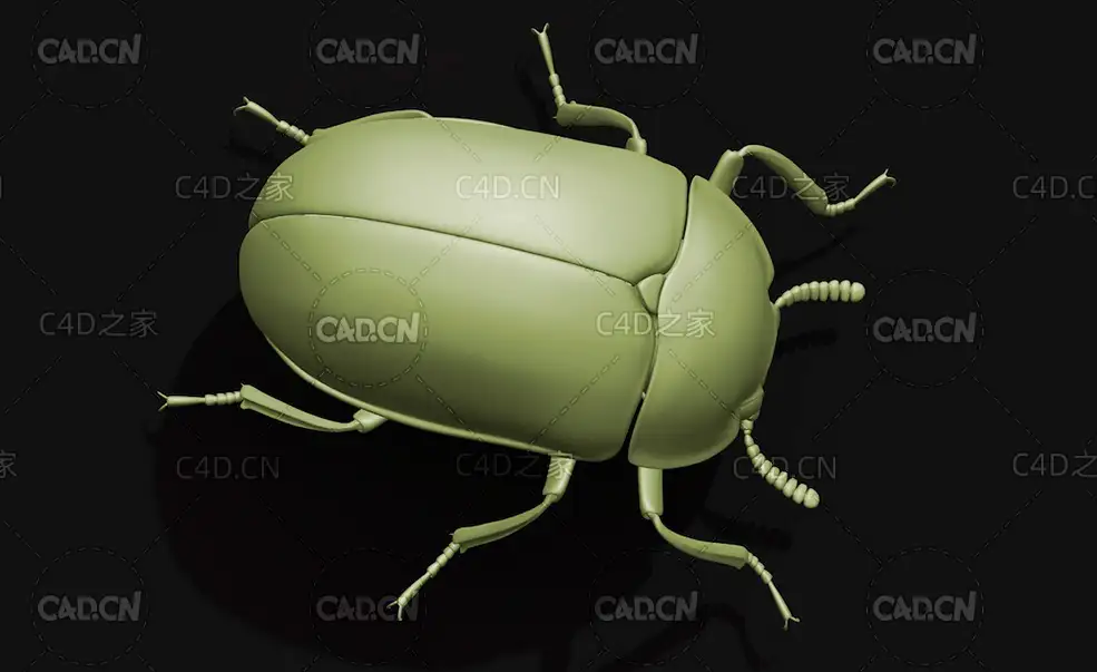 路氏黃斑擬步行虫 昆虫甲虫C4D模型 Diaperis lewisi