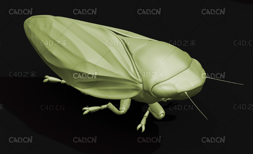 沫蝉 吹泡虫昆虫C4D模型 Froghopper - C4D之家 - 52.jpg