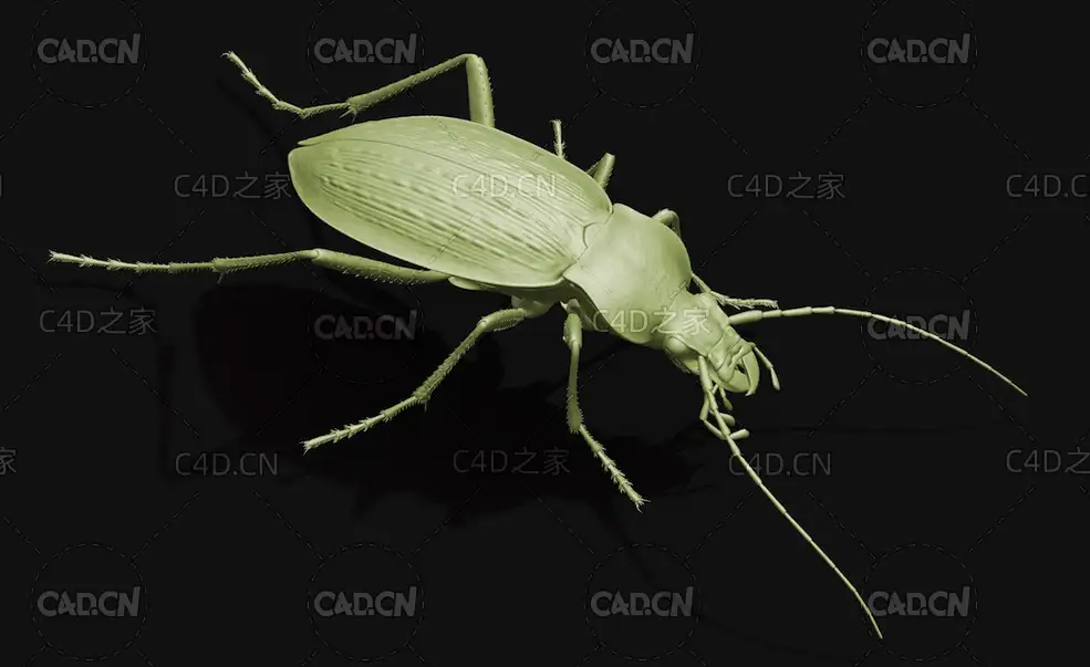 地甲虫步甲科甲虫步行虫 昆虫甲虫C4D模型 Ground beetle