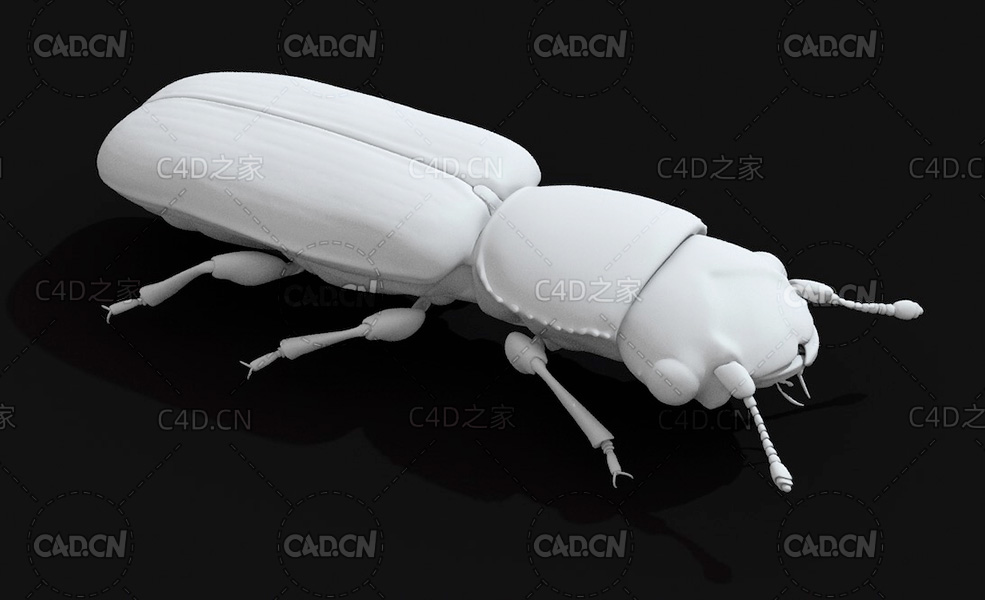 出尾扁甲科 昆虫甲虫C4D模型 Monotomidae