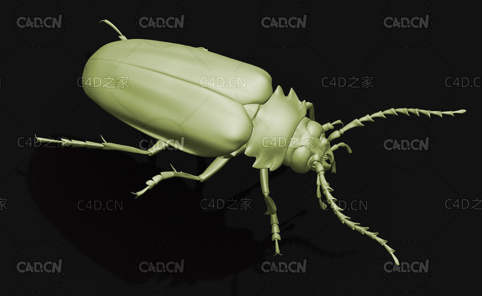 锯天牛 昆虫甲虫C4D模型 Prionus insularis insularis
