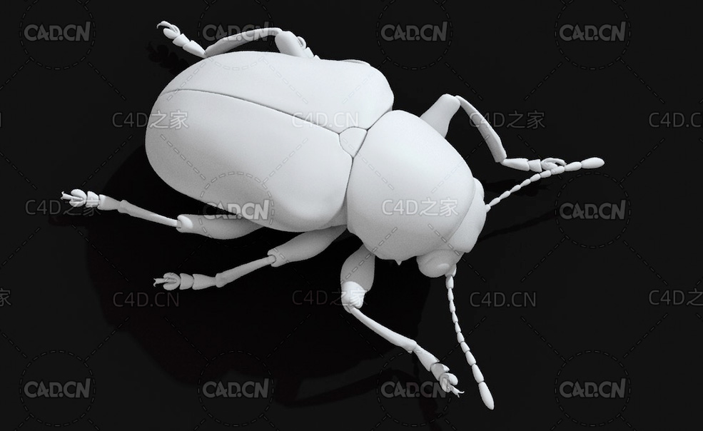 葡萄沟顶叶甲 昆虫甲虫C4D模型 Scelodonta lewisi