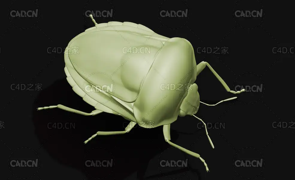 臭虫条纹盾虫昆虫C4D模型 striped shield bug