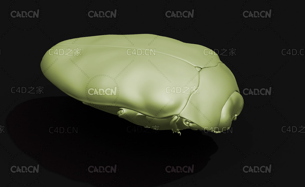 銅色矮吉丁虫 昆虫甲虫C4D模型 Trachys