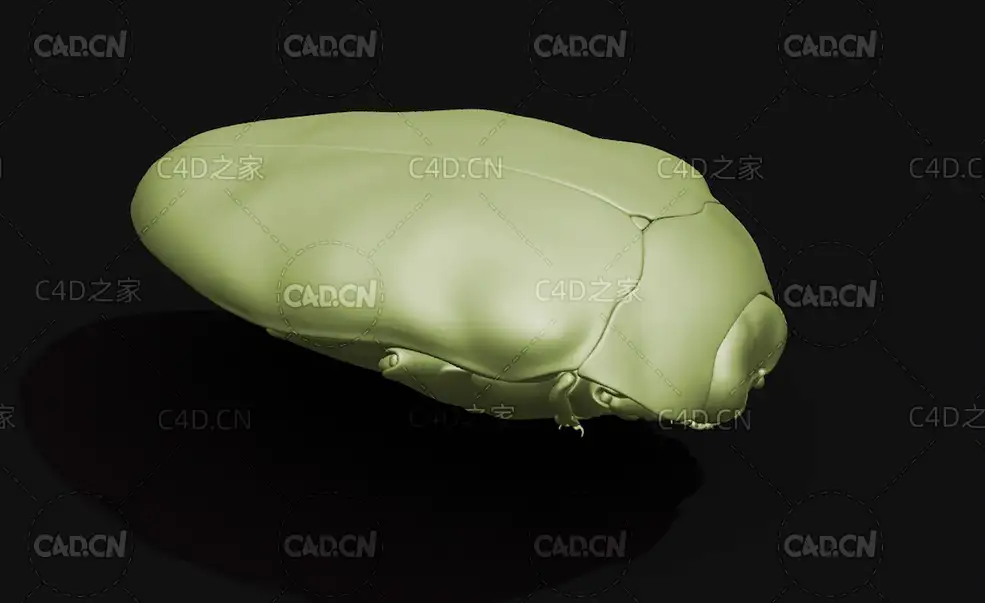 銅色矮吉丁虫 昆虫甲虫C4D模型 Trachys