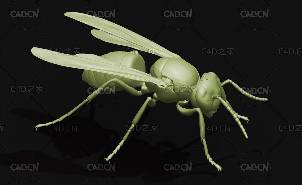 黄斑细脚胡蜂细黄胡蜂黄花胡蜂昆虫C4D模型 Vespula flaviceps