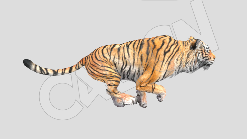 奔跑的老虎C4D动画模型(包含骨骼绑定和动画) - C4D之家 - 30-2.jpg