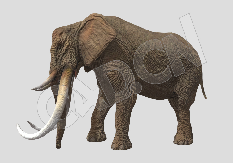 甩鼻子的大象C4D动画模型 - C4D之家 - 44.jpg