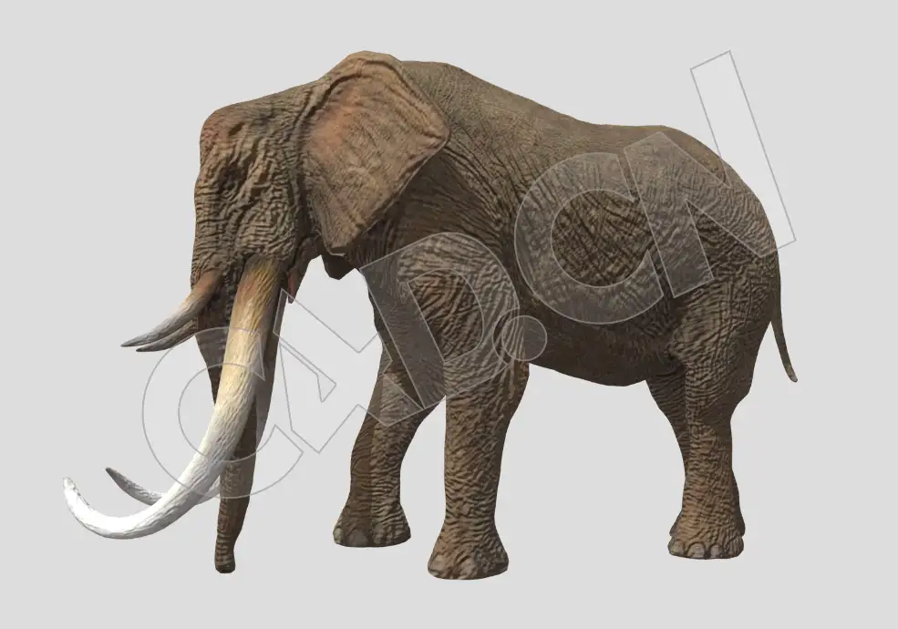 甩鼻子的大象C4D动画模型 - C4D之家 - 44.jpg
