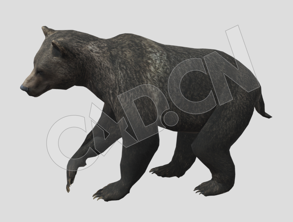 黑熊灰熊狗熊C4D动画模型 - C4D之家 - 45-1.jpg