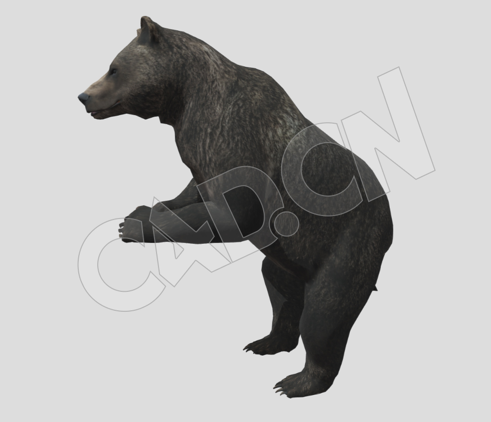 黑熊灰熊狗熊C4D动画模型 - C4D之家 - 45-2.jpg