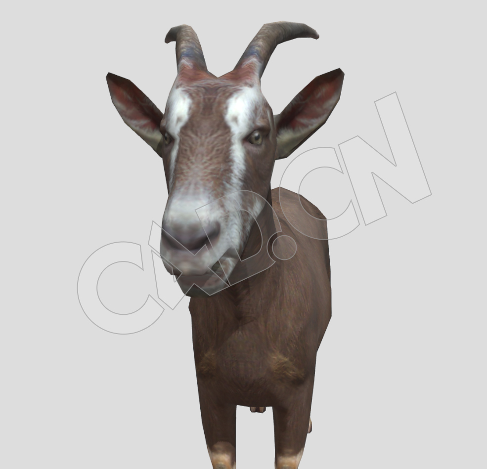 家畜小尾山羊低头吃草的羊C4D动画模型 goat - C4D之家 - 47-2.jpg