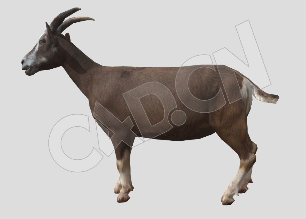 家畜小尾山羊低头吃草的羊C4D动画模型 goat