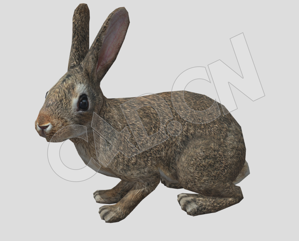 低面野兔吃草的灰兔动画C4D模型 Hare - C4D之家 - 48.jpg