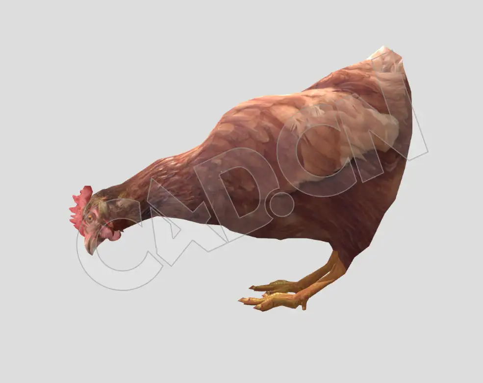 散养的三黄鸡觅食的老母鸡家禽C4D动画模型 Chicken