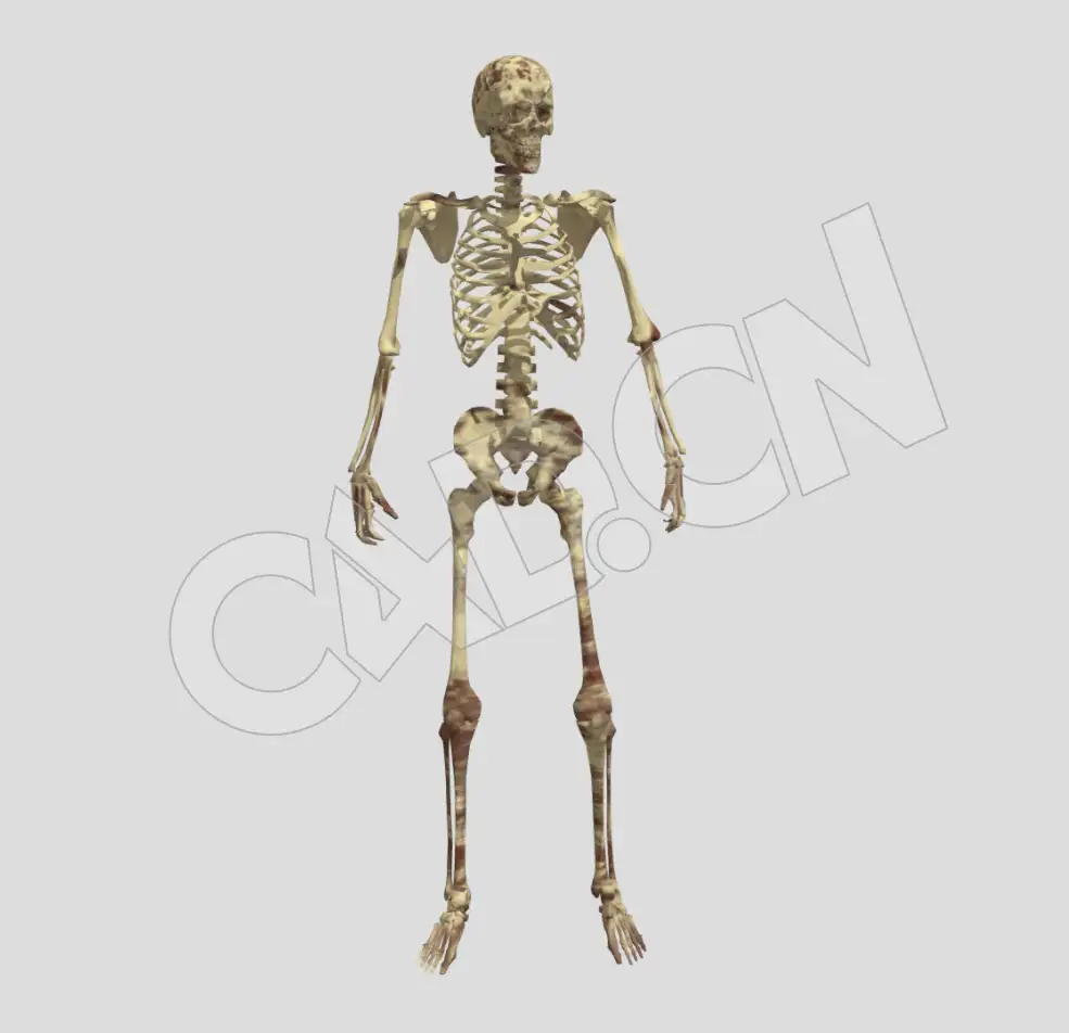 人体骷髅骨架破碎动画C4D模型 Skeleton