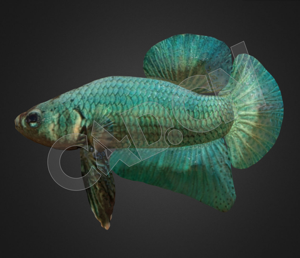 绿色金鱼斗鱼观赏鱼C4D模型