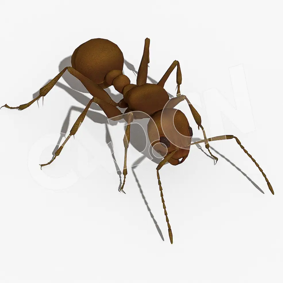 19个蚂蚁动画C4D模型（含绑定动画） Ari - C4D之家 - 03.jpg