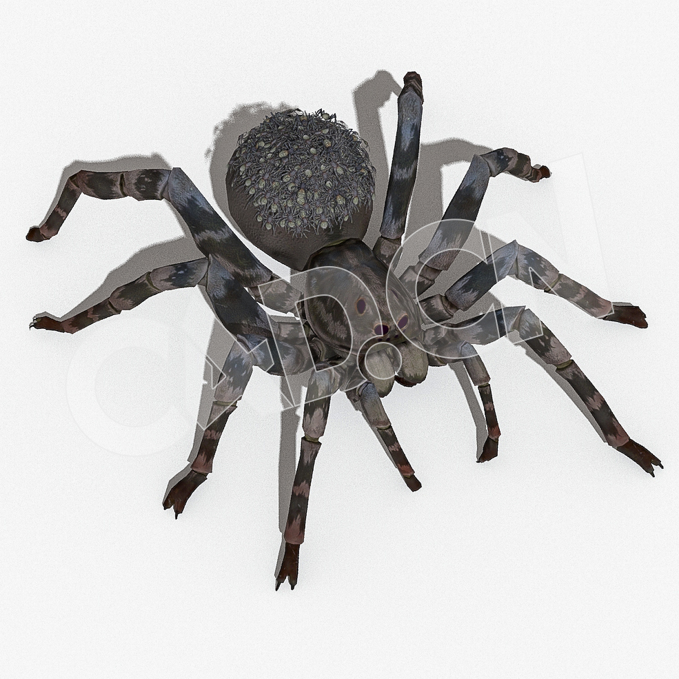 蜘蛛C4D绑定动画模型kumo - C4D之家 - 35.jpg