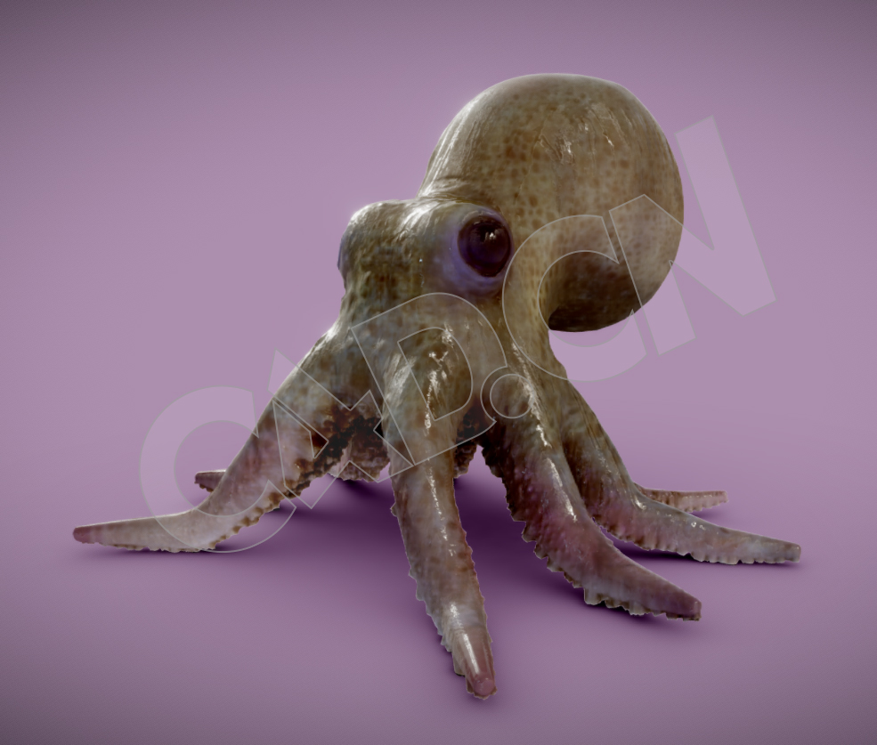 小章鱼C4D模型 Baby Octopusx