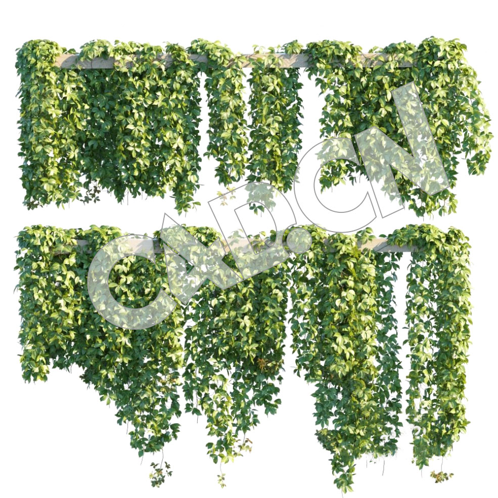 C4D藤蔓+森林树木生成插件 IvyGrower 1.2.1 CHS+Forester